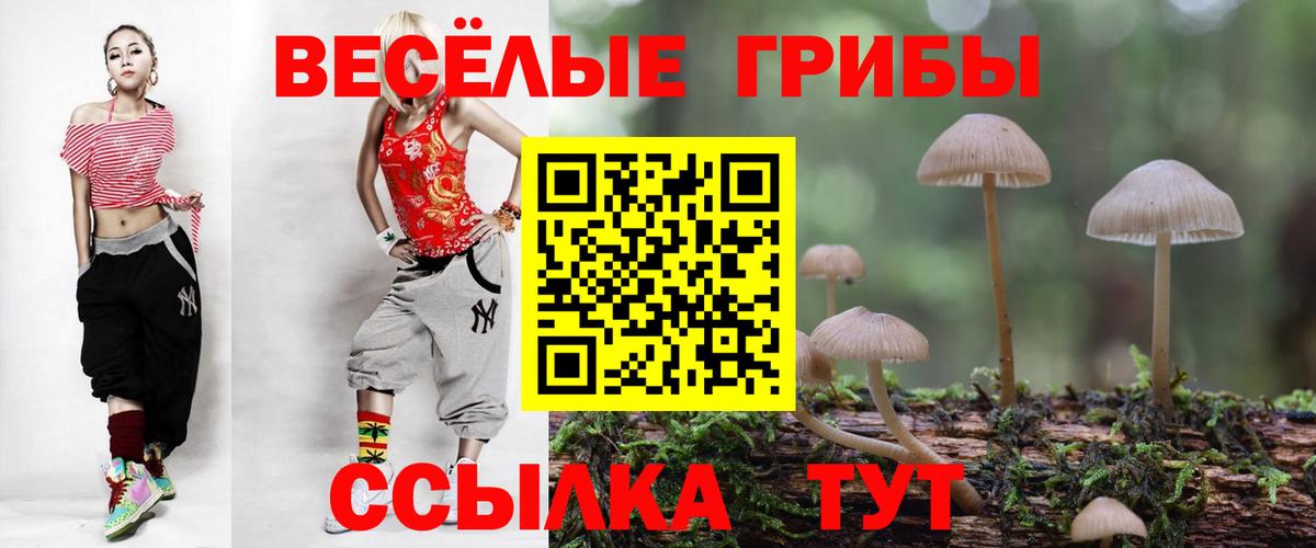 Псилоцибиновые грибы Cubensis Курчатов